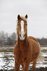 Akhal-Teke