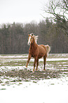 running Akhal-Teke