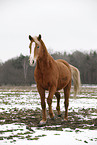 trotting Akhal-Teke