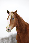 Akhal-Teke
