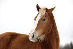 Akhal-Teke