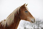 Akhal-Teke