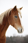 Akhal-Teke