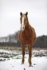 Akhal-Teke