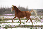 trotting Akhal-Teke