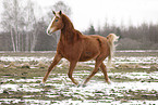trotting Akhal-Teke