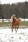 running Akhal-Teke