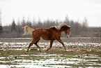 trotting Akhal-Teke