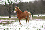 trotting Akhal-Teke