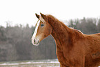 Akhal-Teke