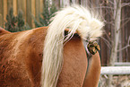 defecated horse