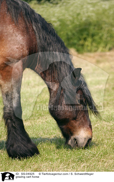 grasendes Altmrker Kaltblut / grazing cart horse / SS-04925