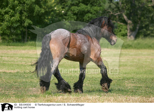 trabendes Altmrker Kaltblut / trotting cart horse / SS-04930