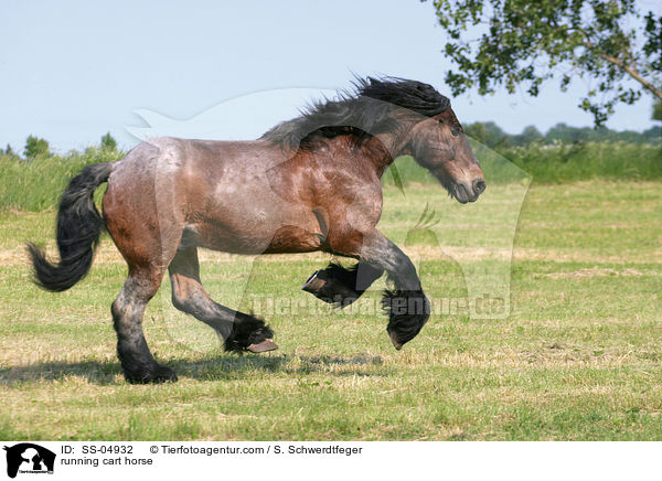 running cart horse / SS-04932