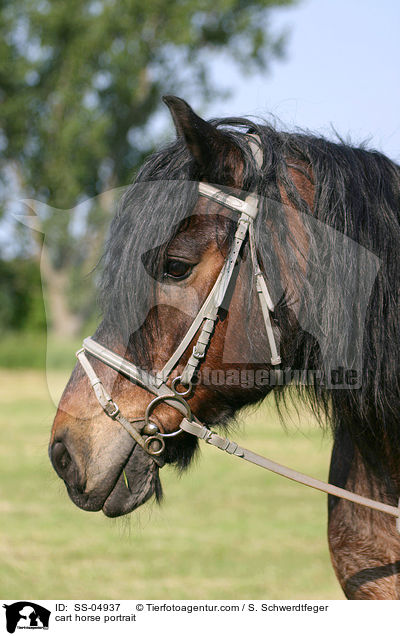 Portrait Altmrker Kaltblut / cart horse portrait / SS-04937