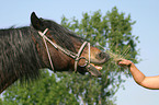 cart horse portrait
