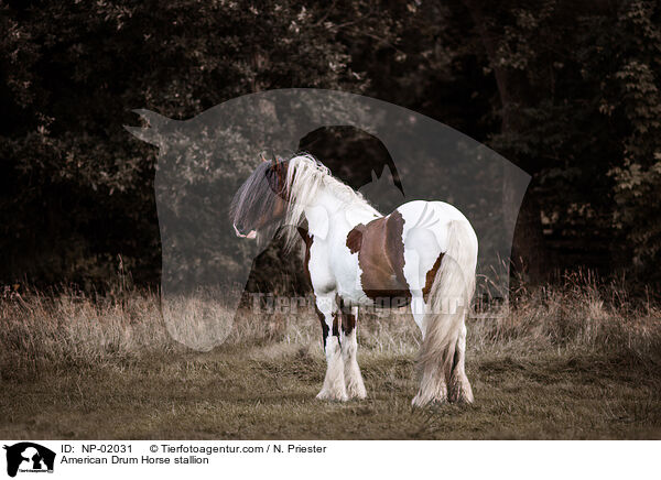 American Drum Horse stallion / NP-02031