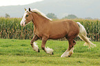 american drum horse