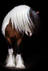 American Drum Horse stallion