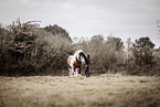 American Drum Horse stallion