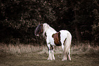 American Drum Horse stallion