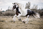 American Drum Horse stallion