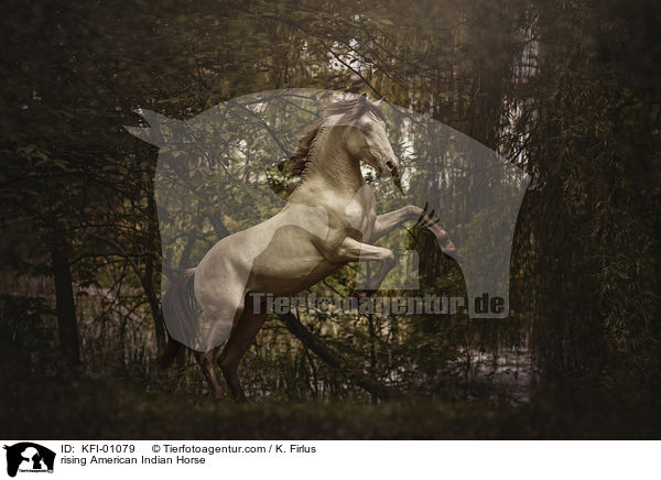 rising American Indian Horse / KFI-01079
