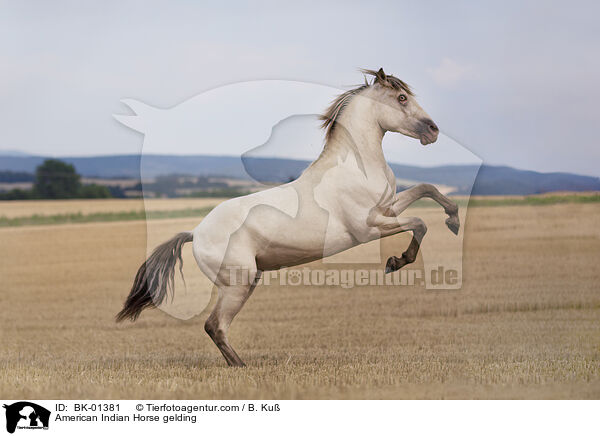 American Indian Horse Wallach / American Indian Horse gelding / BK-01381