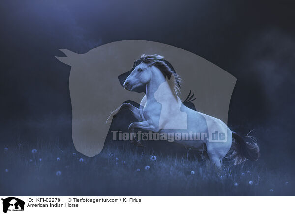 American Indian Horse / American Indian Horse / KFI-02278
