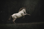 rising American Indian Horse