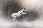 rising American Indian Horse