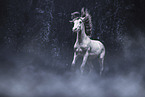 American Indian Horse stallion