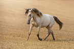 American Indian Horse gelding