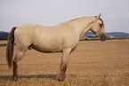 American Indian Horse gelding