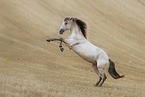 American Indian Horse gelding