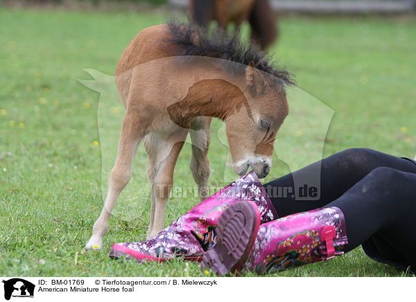 Amerikanisches Miniaturpferd Fohlen / American Miniature Horse foal / BM-01769