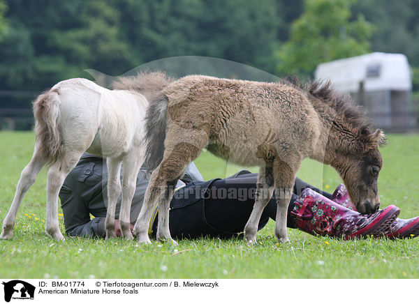 Amerikanische Miniaturpferd Fohlen / American Miniature Horse foals / BM-01774