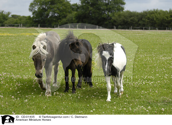 American Miniature Horses / CD-01405
