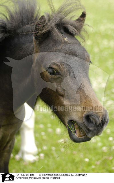 American Miniature Horse Portrait / American Miniature Horse Portrait / CD-01406