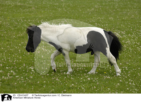 American Miniature Horse / CD-01407