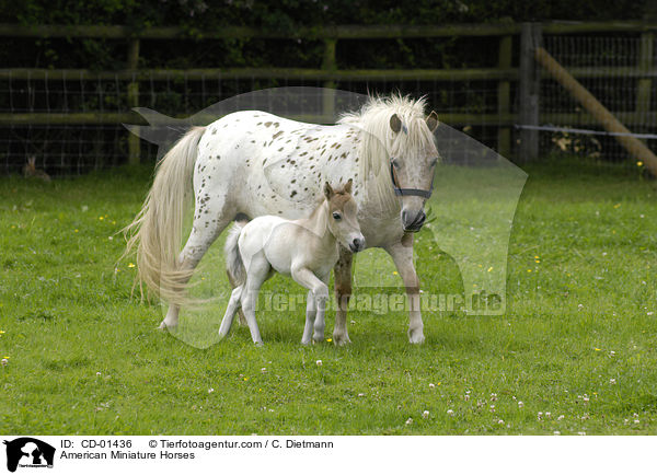 American Miniature Horses / CD-01436