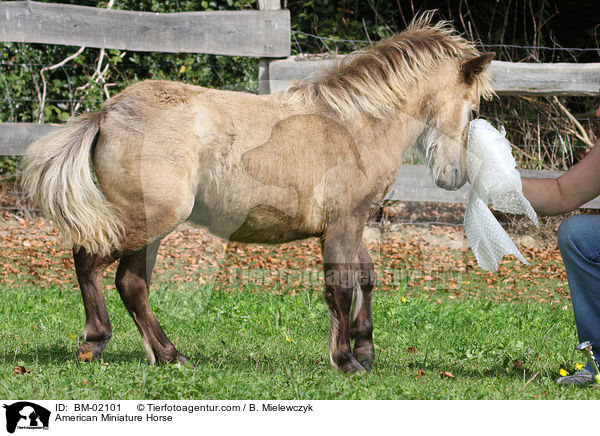 American Miniature Horse / American Miniature Horse / BM-02101