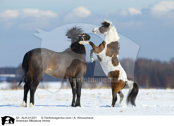 American Miniature Horse / ALK-01201