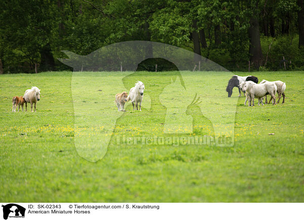 American Miniature Horses / SK-02343