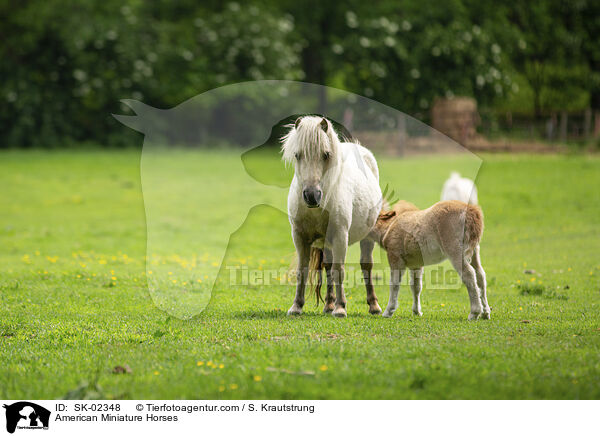 American Miniature Horses / SK-02348