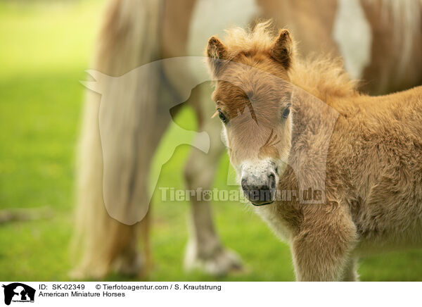 American Miniature Horses / American Miniature Horses / SK-02349