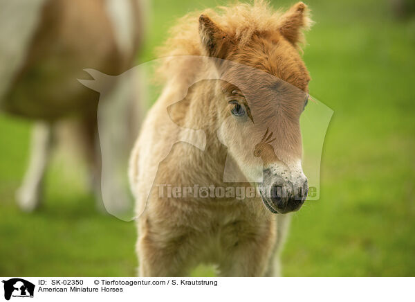 American Miniature Horses / SK-02350