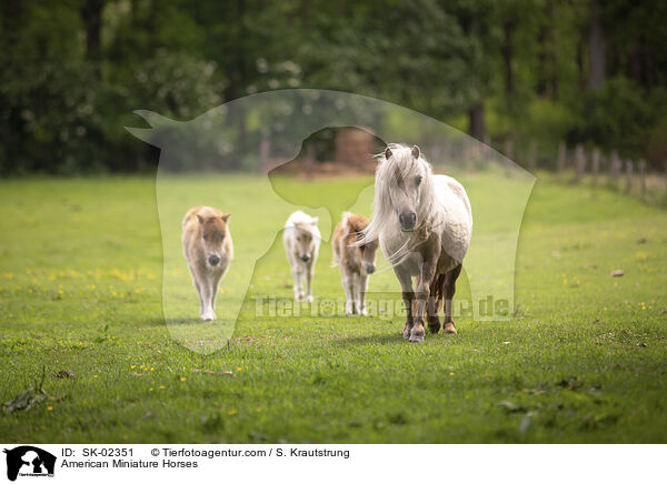 American Miniature Horses / SK-02351