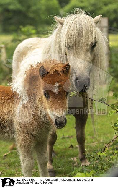 American Miniature Horses / SK-02353