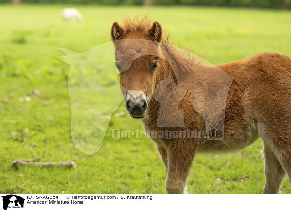 American Miniature Horse / SK-02354